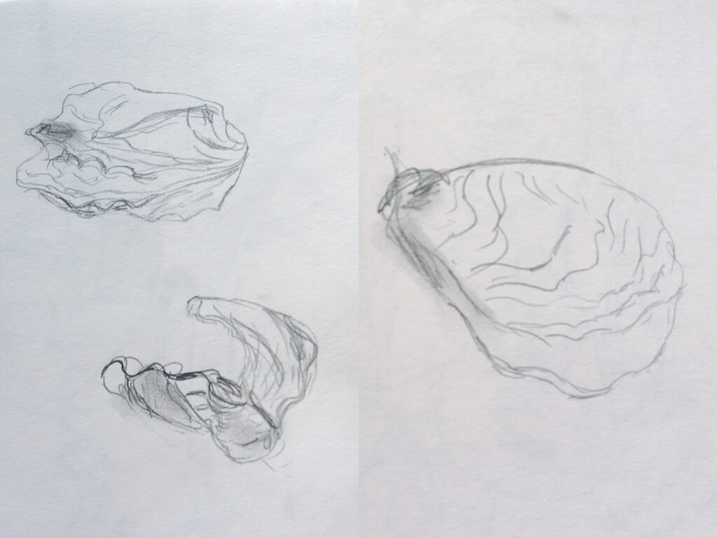 Seashell paintings - sketches